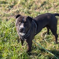 PLATINE VAA, chien à adopter