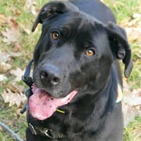 BLACK, chien à adopter