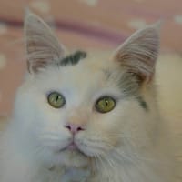 BOO, chat à adopter