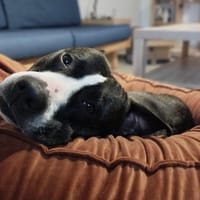 RHODA, chienne à adopter