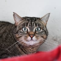 ZINNIA, chatte à adopter