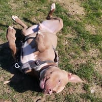 FRIVOLLE, chien à adopter