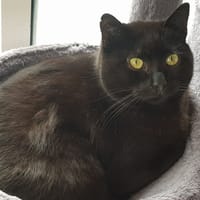BATMAN, chat à adopter