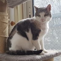 AQUILA     CTTE, chatte à adopter