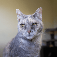 MAYA A12398, chatte à adopter