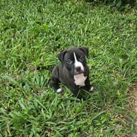 Bria, la machine à câlins, chienne à adopter