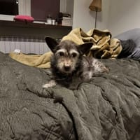 Szyszek, pies do adopcji