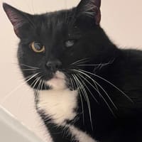 Mirka, kotka do adopcji