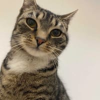 Grażka, kotka do adopcji