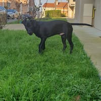 GROS PEPERE, chien à adopter