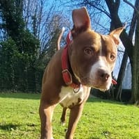 TATUM, le rescapé, chien à adopter