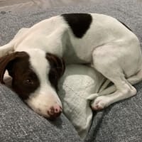 La douce LOVELY, chienne à adopter