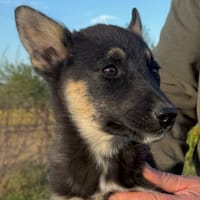 JOSIE (Martina), chienne à adopter