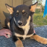 MARIS (Martina), chienne à adopter