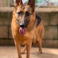 SULTAN (Puertollano), chien à adopter