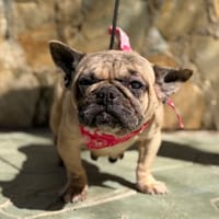 LILO (Lara), chienne à adopter