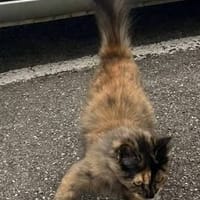 ROBYN, chatte à adopter