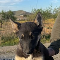 LIRAS (Martina), chienne à adopter