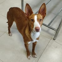PASCUA (Lara), chienne à adopter