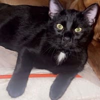 GOJO, chat à adopter