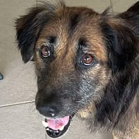 Bobby, créole timide, chien à adopter