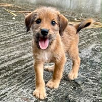 Youpi, bébé plein de joie, chien à adopter