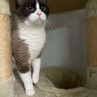 CLAUDIE, chatte à adopter