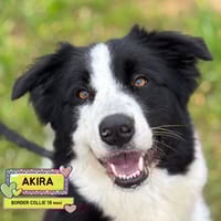 AKIRA, cane femmina da adottare
