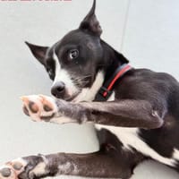 Kiko, chienne à adopter