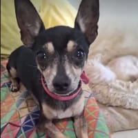 ZIGGY le petit pinscher, chien à adopter