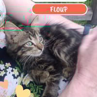 Floup, chat à adopter