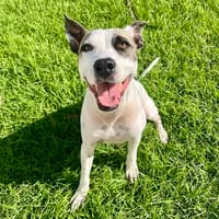 Hanae, femelle croisée berger née le 03/11/2023 🐶, chienne à adopter