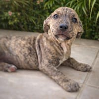 Vera, femelle, X Berger, née le 10/12/2025🐶, chienne à adopter