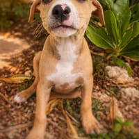 Nova, femelle, X Berger, née le 10/12/2025🐶, chienne à adopter