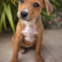 Lula, femelle, X Berger, née le 10/12/2025🐶, chienne à adopter