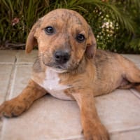 Himé, femelle, X Berger, née le 10/12/2025🐶, chienne à adopter