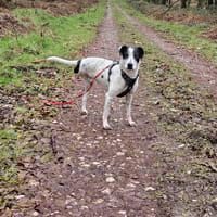 Vador l'adorable petit guerrier tripatte, chien à adopter