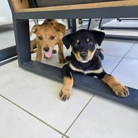 Barça la petite boule de tendresse, chienne à adopter