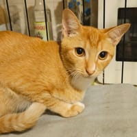 Aramis chaton roux, chat à adopter