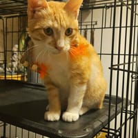 ARY chaton et blanc, chat à adopter