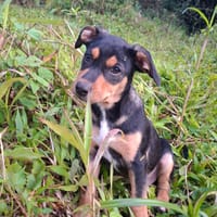 PAPOA, Chiot mâle Berger Créole, chien à adopter