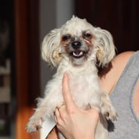 FURBY, junior femelle croisée Chihuahua & bichon, chienne à adopter