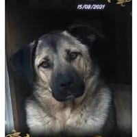 Kan, chien à adopter