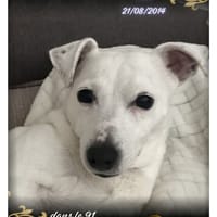 Maya, chienne à adopter