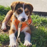 Ellie ein freundliches Hundekind, Hündin zur Adoption