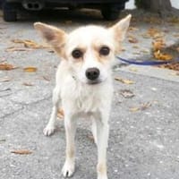 Raia ist eine zarte + anhängliche Hündin, Hündin zur Adoption