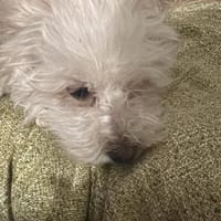 Rolly, suche passendes Körbchen, Hündin zur Adoption