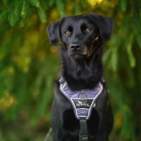 Sookie sucht ihr Für-immer Zuhause..., Hündin zur Adoption