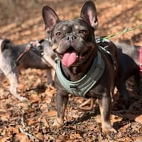 Para PP Bully Kuschelmonster, Hündin zur Adoption