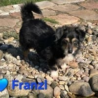 Franzl - sucht ein liebes Zuhause, Hund zur Adoption